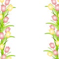 Pink Yellow Spring Tulips Flower Border