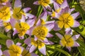 Pink Yellow Tarda Tulips Blooming Macro Royalty Free Stock Photo