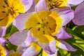 Pink Yellow Tarda Tulips Blooming Macro Royalty Free Stock Photo