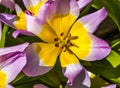 Pink Yellow Tarda Tulips Blooming Macro Royalty Free Stock Photo