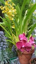 Pink and yellow potted orchids Royalty Free Stock Photo