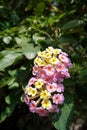 Pink and Yellow Trumpet Flowerets