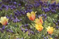 Pink and yellow tulip in blue grape hyacinth feild Royalty Free Stock Photo