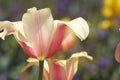 Pink and yellow tulip in blue grape hyacinth feild Royalty Free Stock Photo