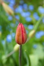 Pink and yellow tulip bud in fresh spring garden Royalty Free Stock Photo