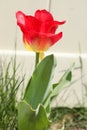 Pink and yellow tulip flower in garden Royalty Free Stock Photo