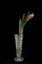 Pink and yellow tulip in a glass vase. Royalty Free Stock Photo