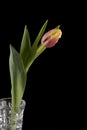 Pink and yellow tulip in a glass vase. Royalty Free Stock Photo