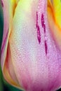 Pink and Yellow Tulip Petal Abstract Royalty Free Stock Photo