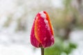 Pink yellow tulip snow covered closeup Royalty Free Stock Photo