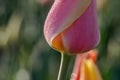 Pink and Yellow Tulip Swirl