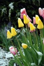 Pink and yellow tulip under snow Royalty Free Stock Photo