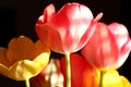 Pink and yellow tulips on a black background Royalty Free Stock Photo