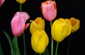 Pink and yellow tulips black Easter background Royalty Free Stock Photo