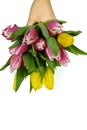 Pink and yellow tulips bouquet in hand on white background isolated Royalty Free Stock Photo