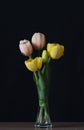Pink and yellow tulips in a crystal vase Royalty Free Stock Photo