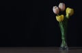 Pink and yellow tulips in a crystal vase Royalty Free Stock Photo