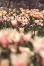 Pink and yellow tulips in the feild Royalty Free Stock Photo
