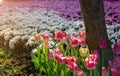 Pink and Yellow tulips flower field with sun light on blurred garden background Royalty Free Stock Photo