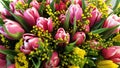 Pink and yellow tulips. Royalty Free Stock Photo