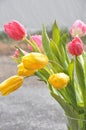 Pink and Yellow Tulips in Rain Shower Royalty Free Stock Photo
