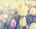 Pink and yellow tulips, spring meadow background Royalty Free Stock Photo