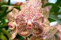 Pink yellow Vanda orchid flower blossom in garden Royalty Free Stock Photo