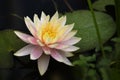 Pink and yellow water lily blossom in a dark lake, copy space Royalty Free Stock Photo