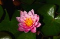 Pink and yellow water lily closeup. green leaves floating on water Royalty Free Stock Photo