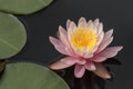 Pink and yellow water lily flower - nymphaea Royalty Free Stock Photo