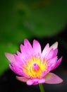 Pink and yellow waterlily Royalty Free Stock Photo