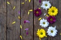 Pink, yellow and white chamomile flowers border. Birthday, Mother`s day, Valentine`s Day, March 8, Wedding card or invitation. F Royalty Free Stock Photo