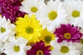 Pink, yellow and white chamomile flowers border. Birthday, Mother`s day, Valentine`s Day, March 8, Wedding card or invitation. Royalty Free Stock Photo