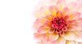 Pink, yellow and white fresh dahlia flower macro photo isolated against white wide banner empty background.