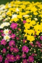 pink yellow and white garden mums or chrysanthemum flowers Royalty Free Stock Photo