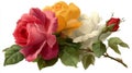 Pink Yellow White Roses Bouquet Close Up Royalty Free Stock Photo