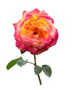 Pink and yllow Rose with stem and leaves Isolated