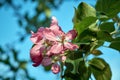 Pink bloomed Apple tree flower on the background of leaves and sky Royalty Free Stock Photo