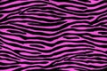 Pink zebra fur background texture Royalty Free Stock Photo