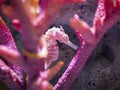 Pink zebra-snout or Barbour`s seahorse Hippocampus barbouri with pink coral in aquarium