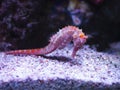 Pink zebra-snout or Barbour`s seahorse Hippocampus barbouri with pink coral in aquarium