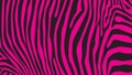 Pink zebra stripes