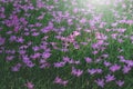 Pink Zephyr Flower in garden