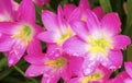 Pink Zephyranthes