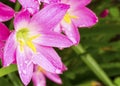 Pink Zephyranthes Royalty Free Stock Photo