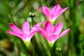 Pink Zephyranthes Flower Blossom