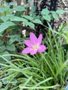 pink Zephyranthes flower in the garden Royalty Free Stock Photo