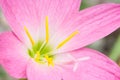 Pink zephyranthes flower (Rain Lily)