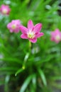 Pink zephyranthes flowers and green leaves background