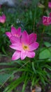 Pink zephyranthes flowers and green leaves